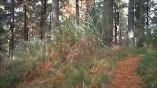 Rawhiti - Mals Mayhem/Swamp Thing