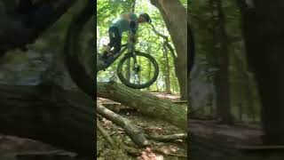 Fallen Tree Makes Awesome MTB Skinny 