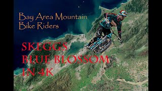 Skeggs Blue Blossom in 4K