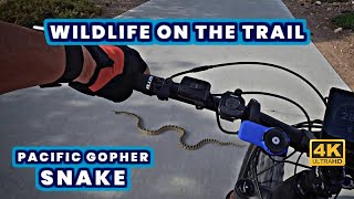 Wildlife on the Bike Trail | Pacific Gopher...