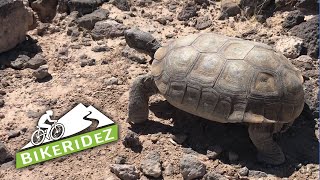Paulie The Large Desert Tortoise on the...