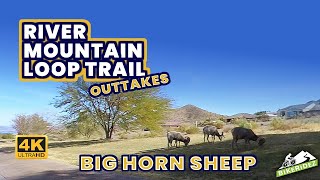 Really Big Horn Sheep on the River Mountain...
