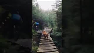 Dad & dog jokes for days! #shorts #fvmba...