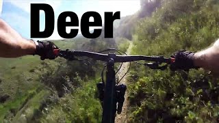 Lethbridge MTB- Deer