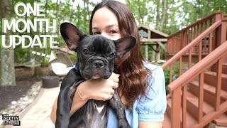 The World's CUTEST French Bulldog Puppy Update!