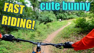 Bunny Spotted On The Trails MTB NJ