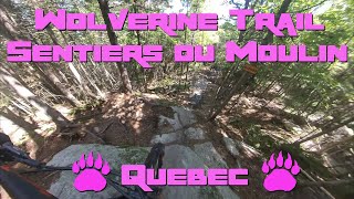 Wolverine, Sentiers du Moulins, Quebec City,...
