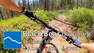 Black Bear - Pattee Canyon - Missoula, MT