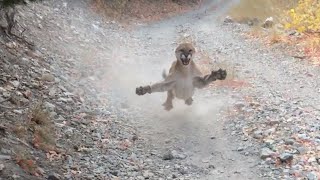 Cougar Nearly Kills Jogger | Olympic Runner Reacts