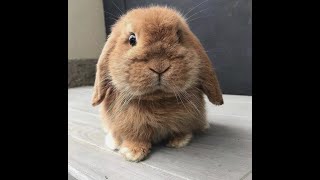 Top 5 Bunnies
