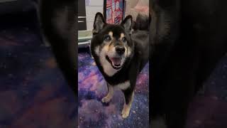 Cute doggo and ear worm hamster song! 