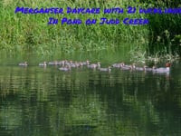 Merganser daycare on Judd Creek.mp4