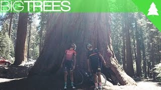 Cycling Through The Worlds Largest Trees...