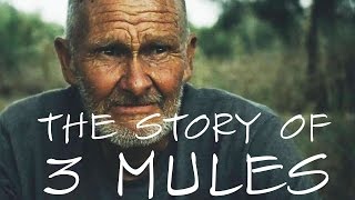 Interesting People:  3 mules and his story...