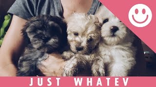Just Some Cute Puppies