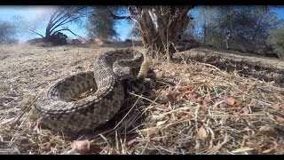 Just a BIG ASS rattle snake in my front yard.