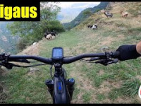 Artigaus