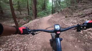 Giant Salamander Trail. El Corte Madera