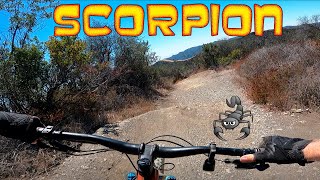 Scorpion Trail - Mountain Biking -...
