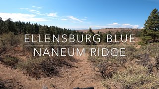 Ellensburg Blue - Naneum Ridge - Ellensburg,...