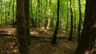 Sawmill, Netley, Surrey Hills Trails MTB