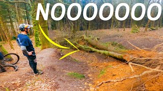 THIS TREE DESTROYED THEIR TRAIL!