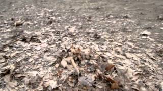 Tracks Future Special - Promo