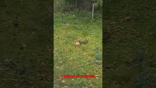 Squirrel vs nature PART 1