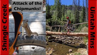 Shingle Creek is Full of Chipmunks & My...