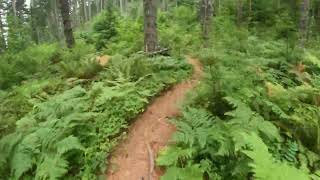 Gales Creek Trail (Descent to Reeher Trailhead)