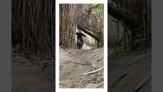 Ladera Ranch Jungle MTB Trail 2022 #shorts