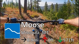 Moose - Marshall Mountain - Missoula, MT