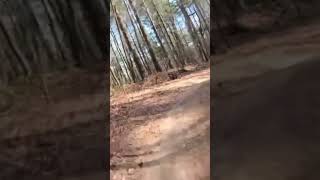 Flowy jumpy singletrack