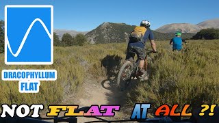 DRACOPHYLUM FLAT |Craigieburn Mountain...