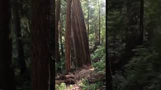 Trees make the danger look less dangerous.