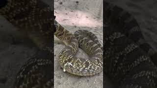 Crazy SNAKE encounter mountain biking!