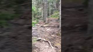 Water flowing everywhere on this mountain!!!