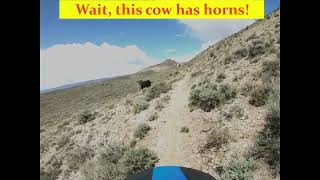 South Rim Trail
