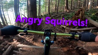 Angry Squirrels