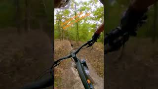 Leaf  surfing with the trail pup!