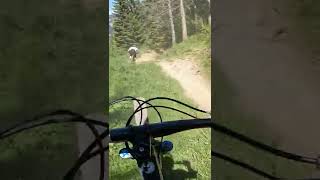 My favourite line in the Alpenbikepark