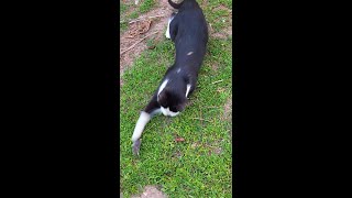 Tom and Jerry in real life