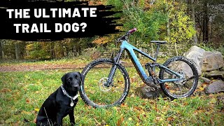 Will she be the ultimate MTB Trail Dog?!...