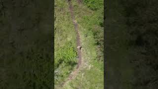 Trail building #shorts #mtb #trail