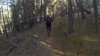 Bosc de Junyent