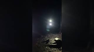 Brutus In The Dark