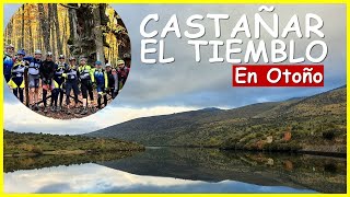 CASTAÑAR de EL TIEMBLO Otoño en pleno...