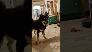 Play with shiba for one minute  Teri ❤️...
