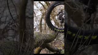 Fat Bikes Can Do What?