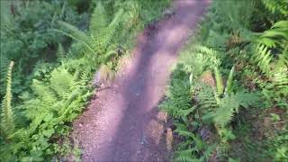 Red Ridge Trail - Haldon Forest - Devon - To...